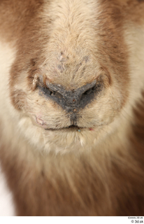 Alpine chamois Rupicapra rupicapra mouth nose 0002.jpg